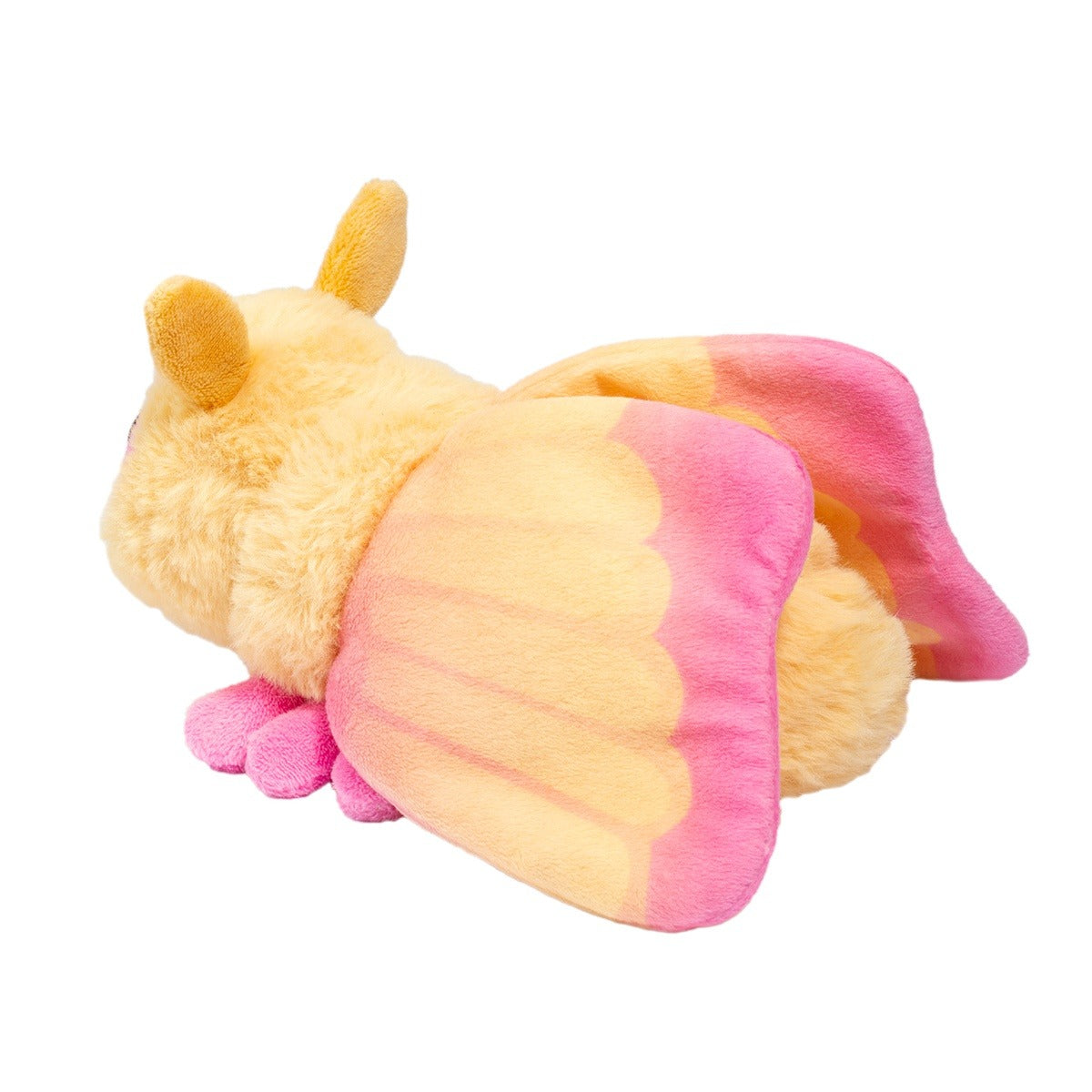 Rosy Maple Moth Douglas