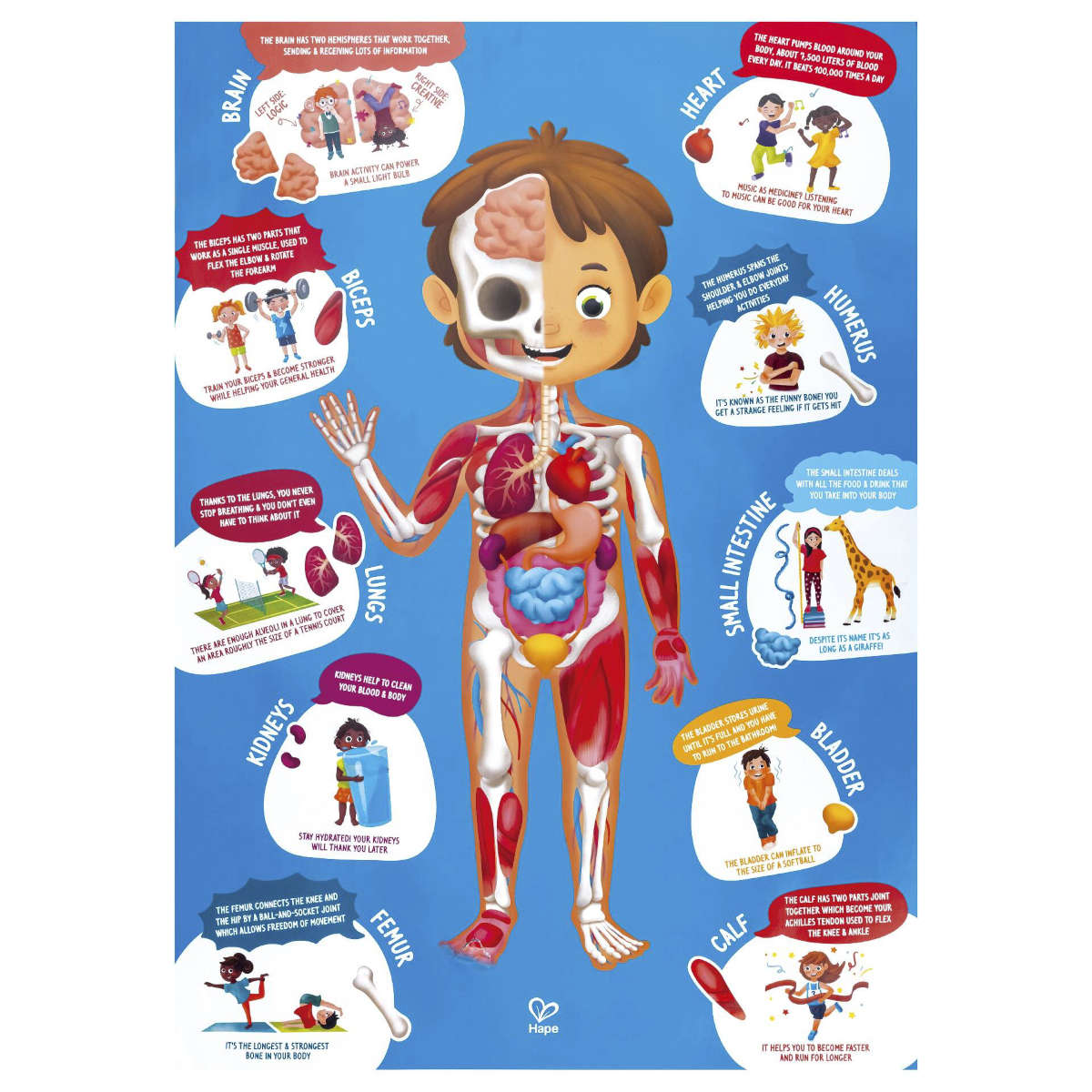 Hape Human Body Puzzle