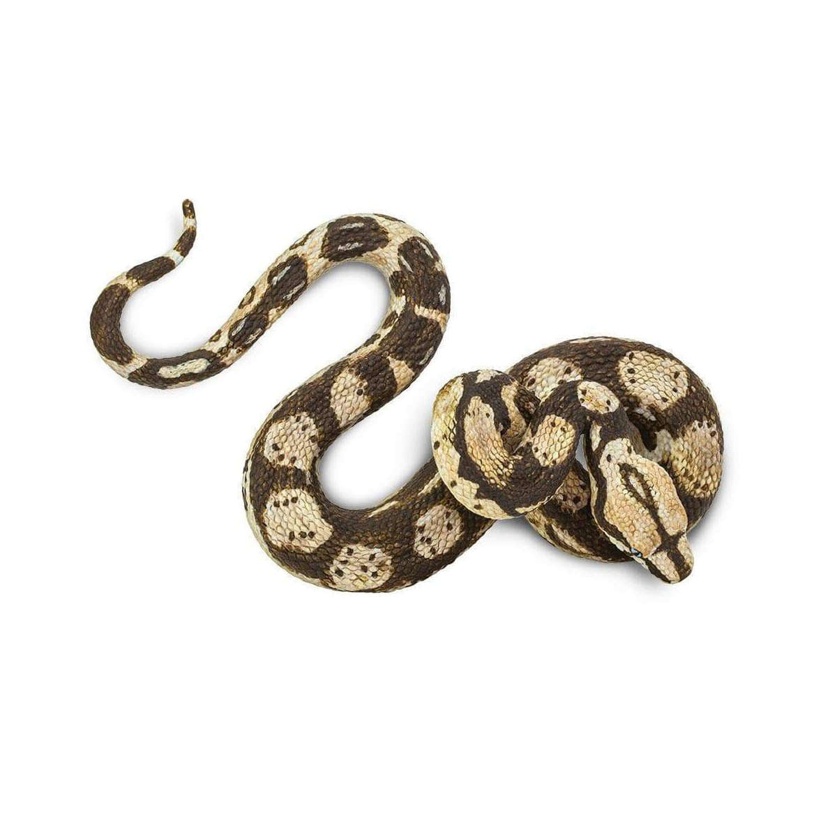 Safari Boa Constrictor
