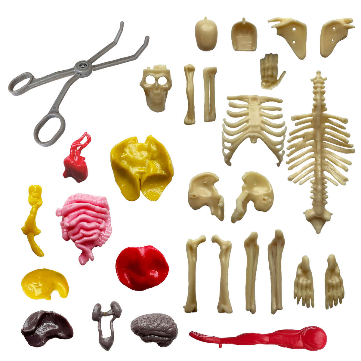 Thames & Kosmos: Visible Human Body