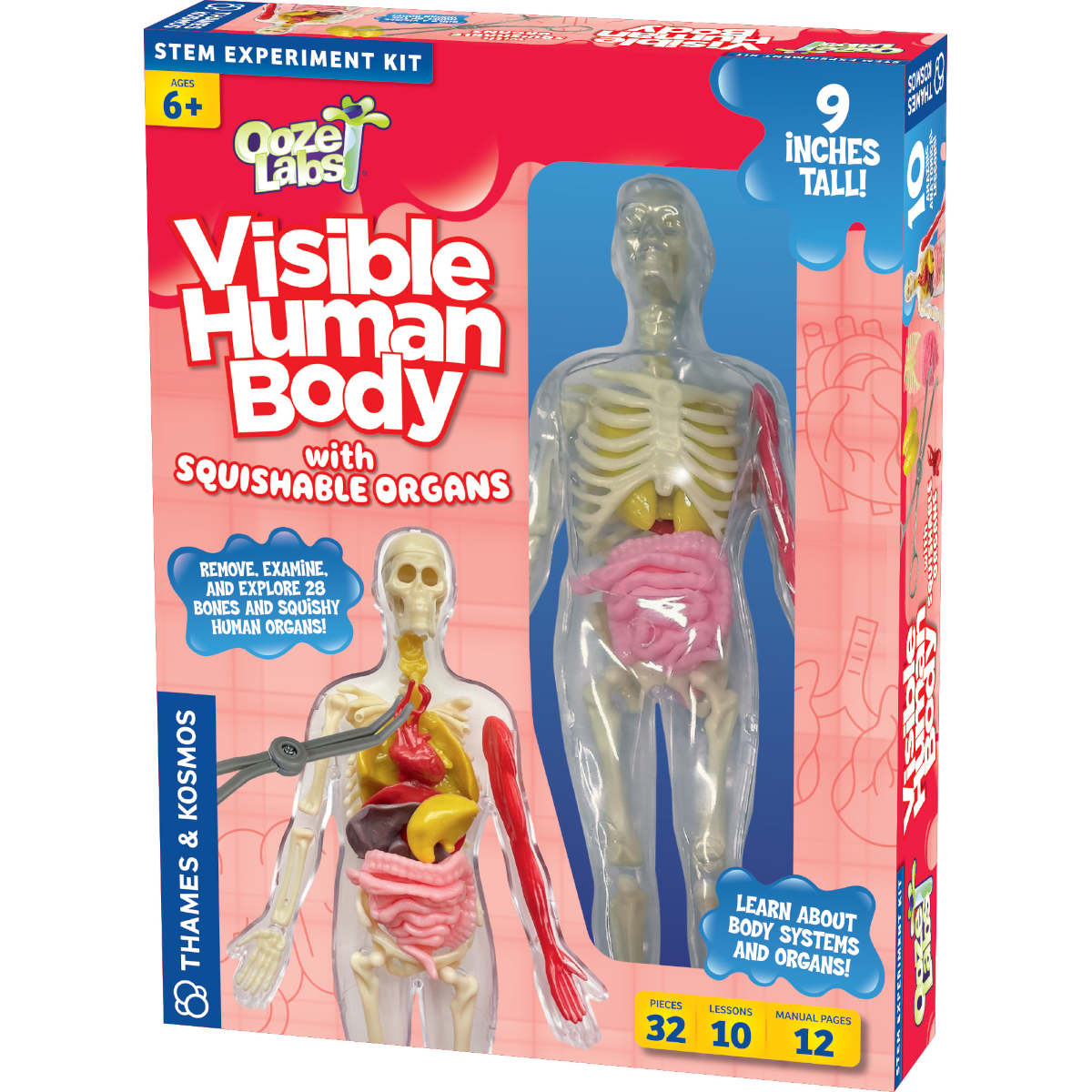 Thames & Kosmos: Visible Human Body