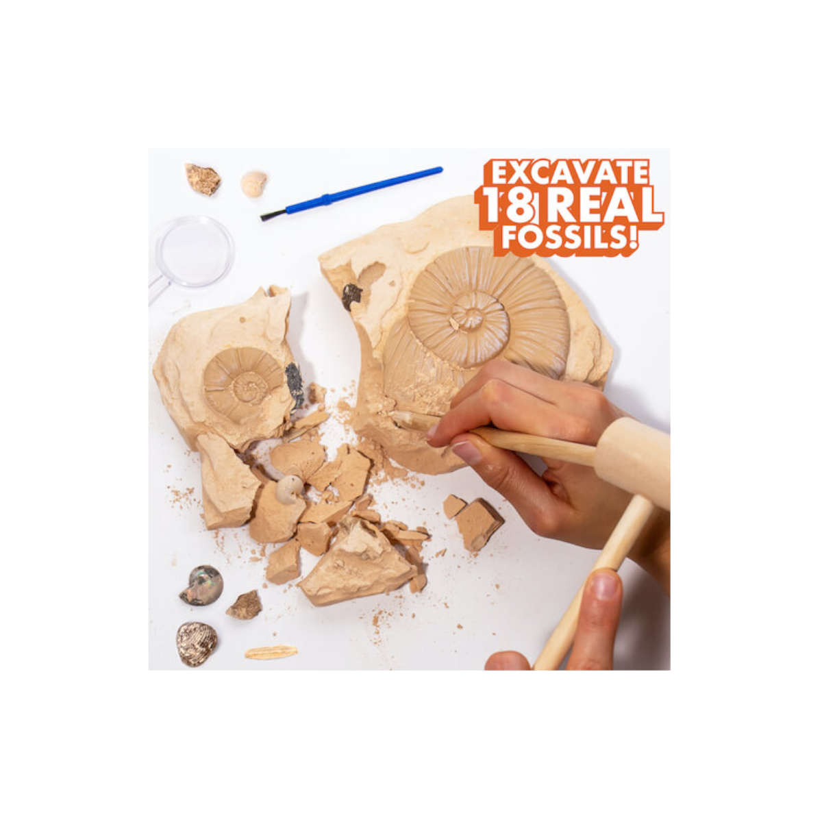 Horizion Group Extreme Fossil Dig My Young Scientist