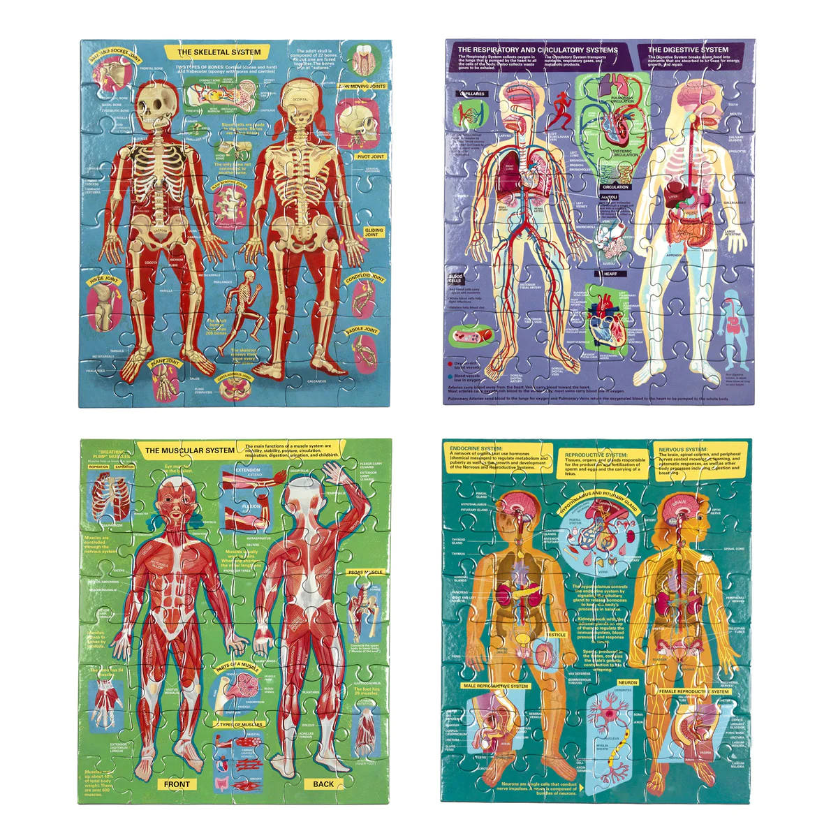 eeBoo Ready to Learn Human Anatomy 4x 48 Piece Puzzles