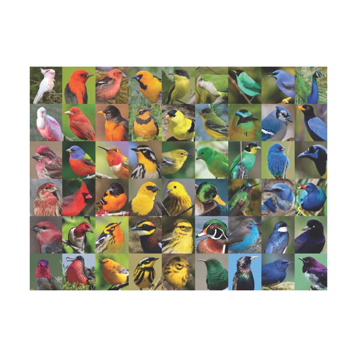 Rainbow of Birds 1000 pc Jigsaw Puzzle