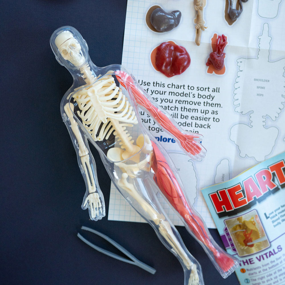 Smart Lab Squishy Human Body