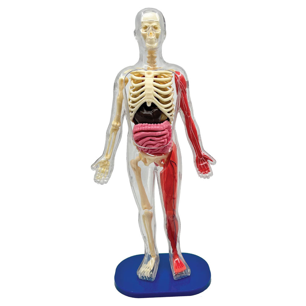 Smart Lab Squishy Human Body