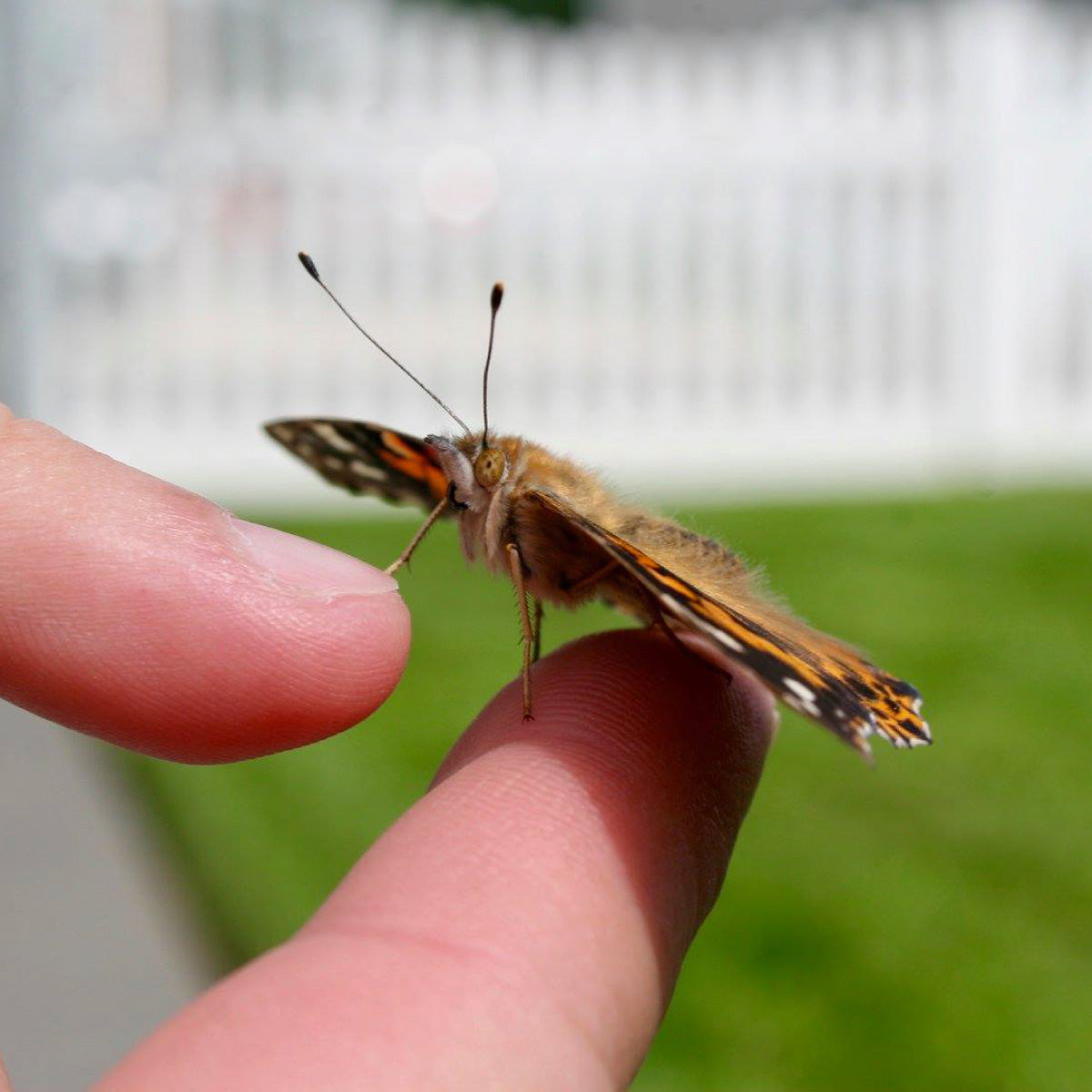 Insect Lore Butterfly Garden