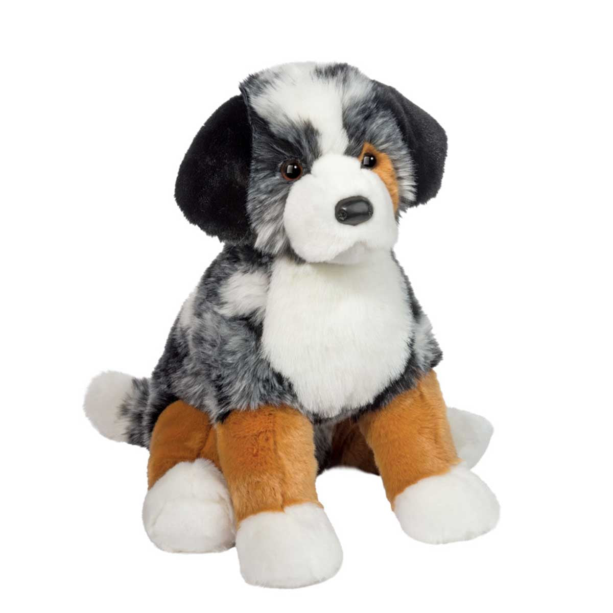 Douglas Aspen Australian Shepherd