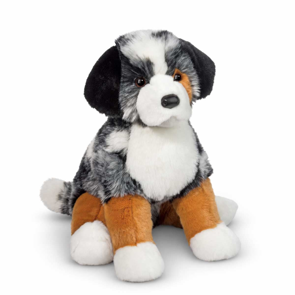 Douglas Aspen Australian Shepherd