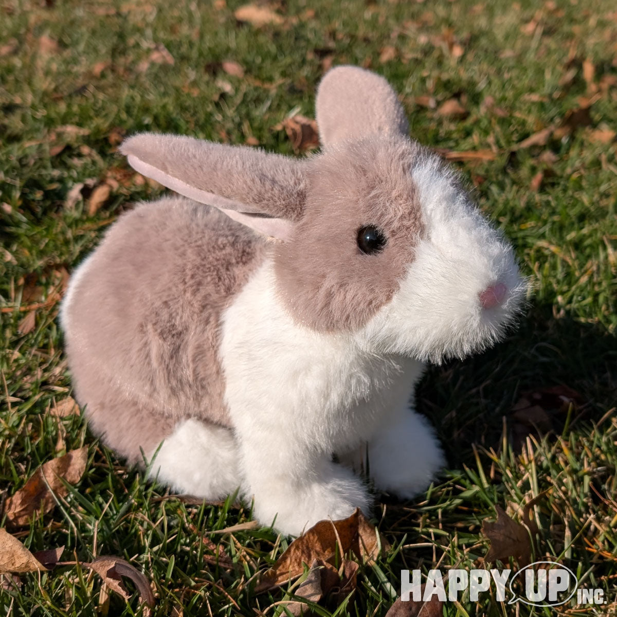 Douglas Daffodil Dutch Bunny