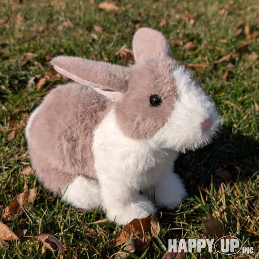 Douglas Daffodil Dutch Bunny