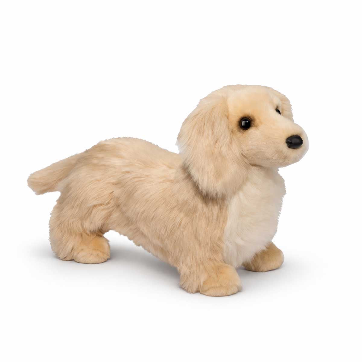 Douglas Haisley Golden Dachshund