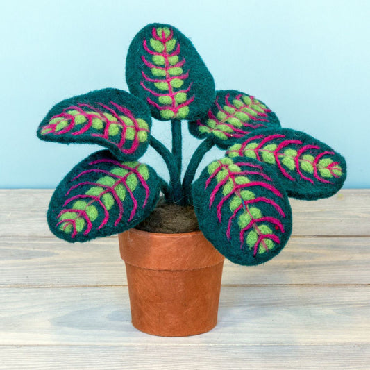 Prayer Plant Felted Potted Houseplant