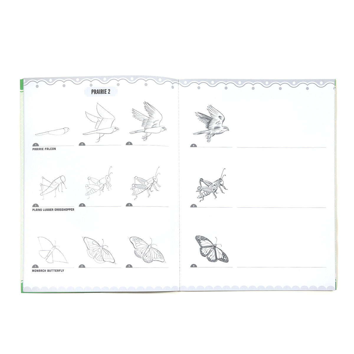 eeBoo Learn to Draw Bugs, Birds & Butterflies Activity Book