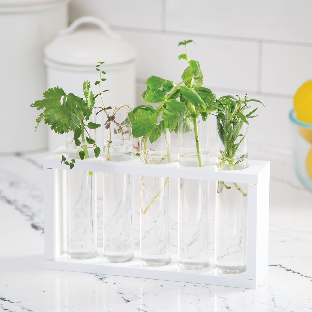 Mindware Home Grown Growing Kit