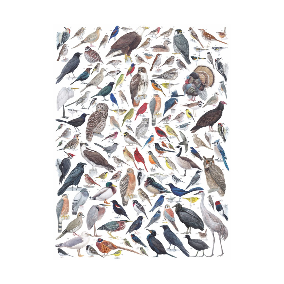 Birds of Eastern and Central North America 1000 pc Jigsaw from New York Puzzle Co & Cornell Lab of Ornithology