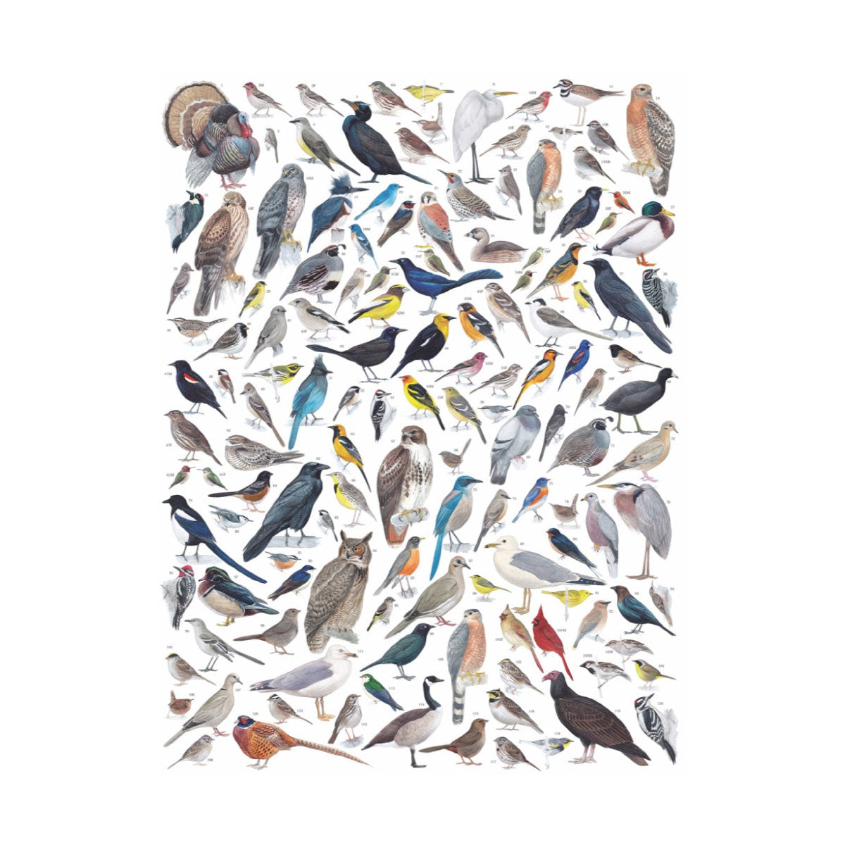 Birds of Western North America 1000 pc Jigsaw from New York Puzzle Co & Cornell Lab of Ornithology