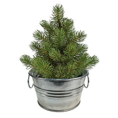 Perfect Pine Grow Your Own Christmas Tree