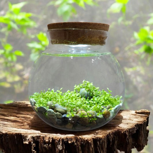 Unique Gardener Water Plants Aquascape