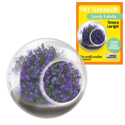 Unique Gardener Tiny Terrarium - Flowers Lovely Lobelia