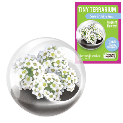 Unique Gardener Tiny Terrarium - Flowers Sweet Alyssum