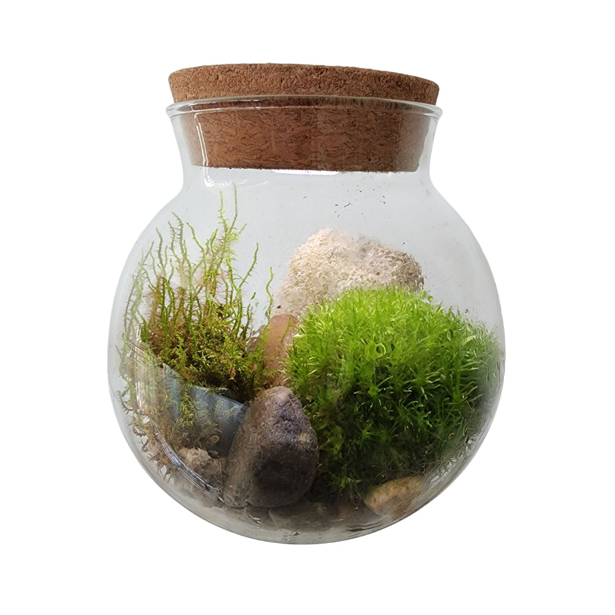 Unique Gardener Moss Bowl Glass Terrarium