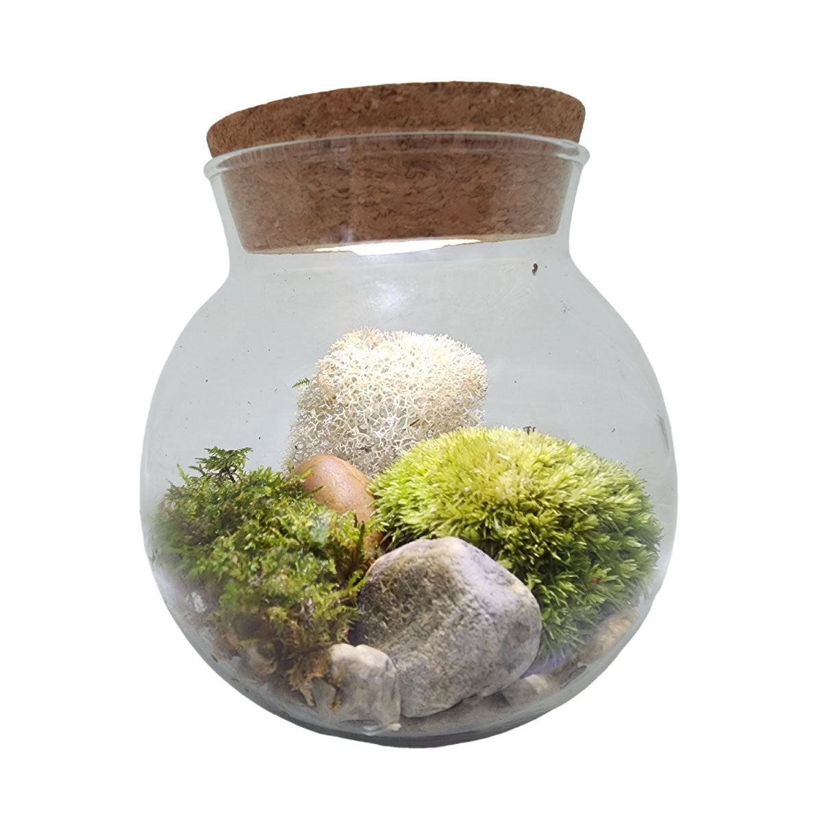 Unique Gardener Moss Bowl Glass Terrarium