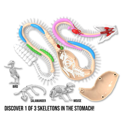 Disssect-It Rattlesnake Super Lab STEM Kit