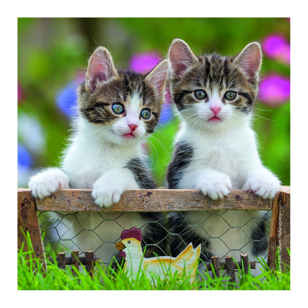 Ravensburger Cuddly Kittens 3 x 49 pc puzzle