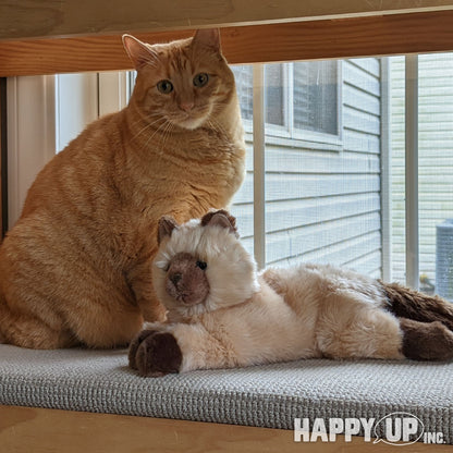 Sebastian Himalayan Cat from Douglas