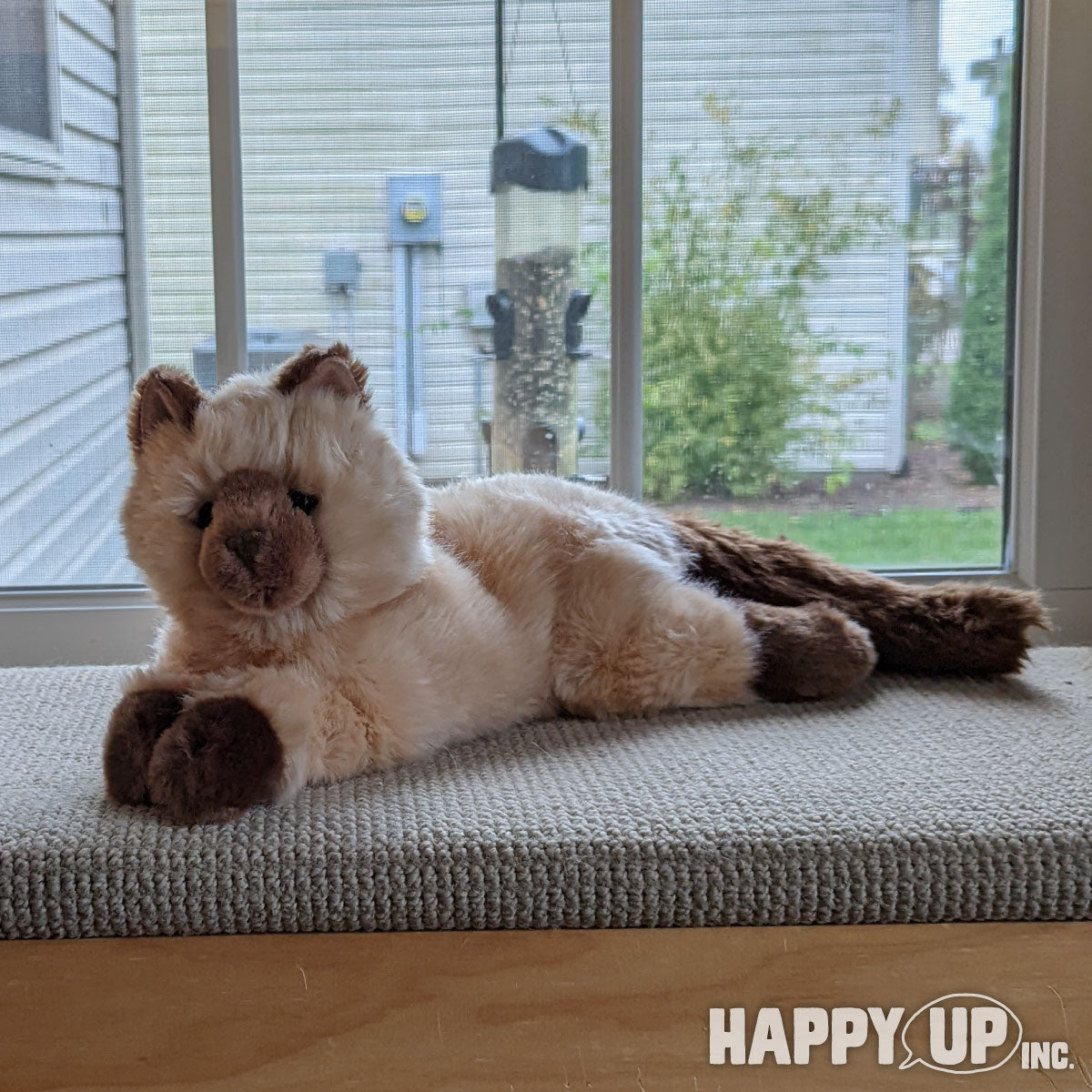 Sebastian Himalayan Cat from Douglas