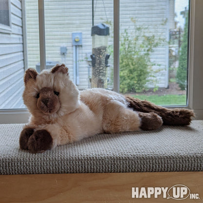 Sebastian Himalayan Cat from Douglas