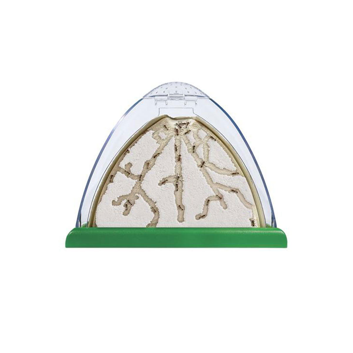 Insect Lore Ant Mountain Habitat