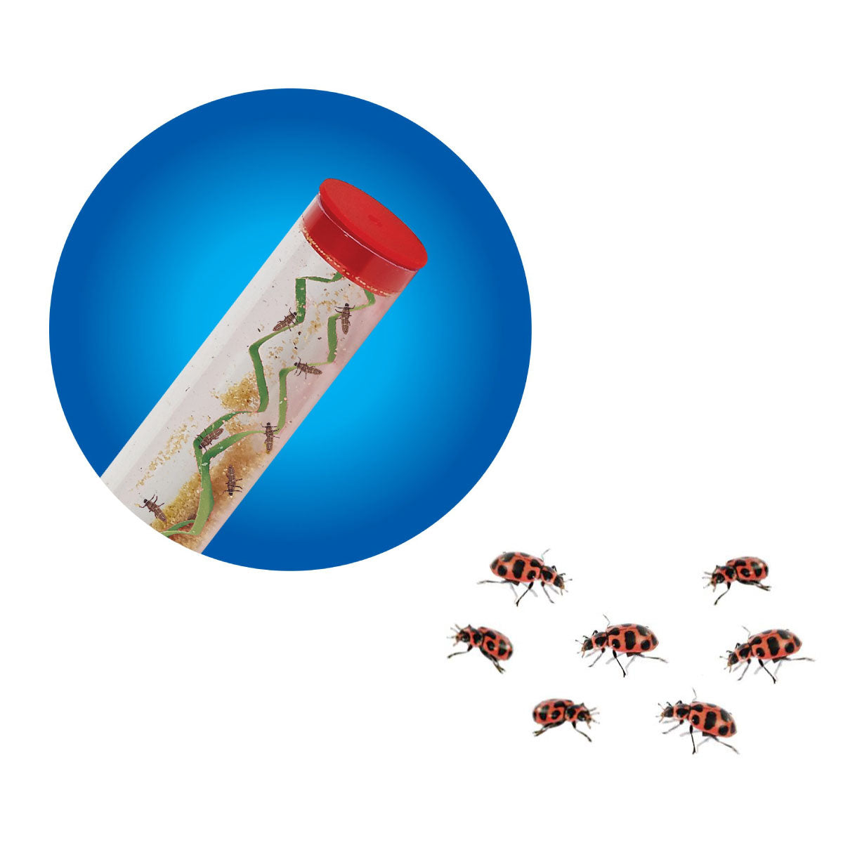 Insect Lore Ladybug Land