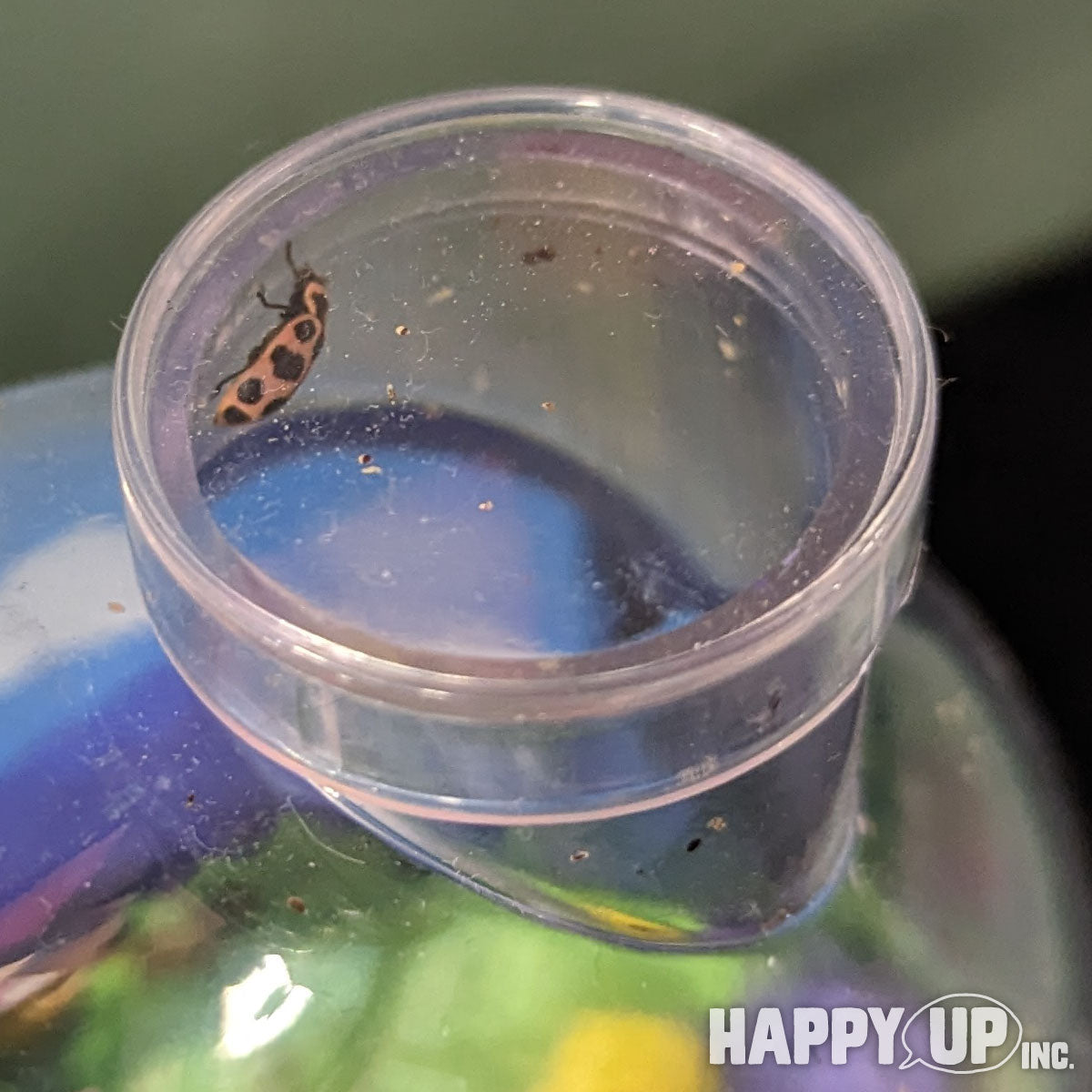 Insect Lore Ladybug Land with ladybugs happy and ready to release, April 2023Insect Lore Ladybug Land with ladybugs at Happy Up, April 2023