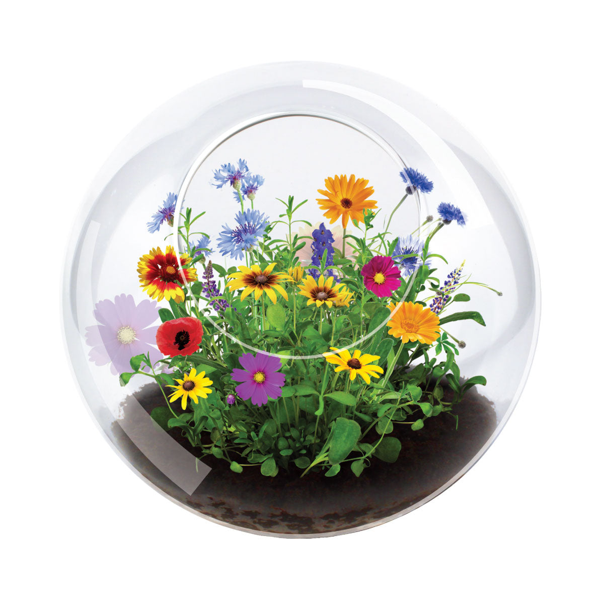 Unique Gardener Wildflower Blooms Glass Terrarium